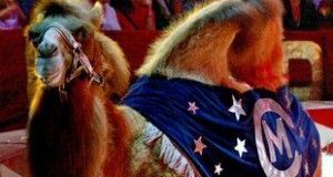 espectacles circ mundial amb dromedaris